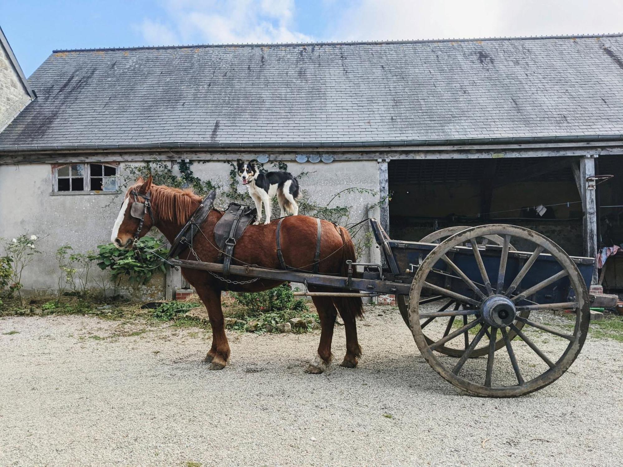 Ferme De Franqueville Sainte-Marie-du-Mont  Exterior foto